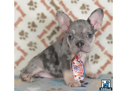 a small french bulldog dog with a cone around its neck