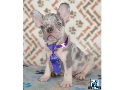 a french bulldog dog wearing a tie