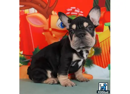 a small black french bulldog dog