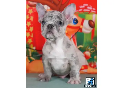 a small french bulldog dog with a red bow