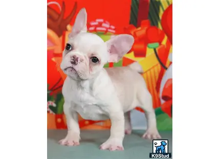 a small white french bulldog dog