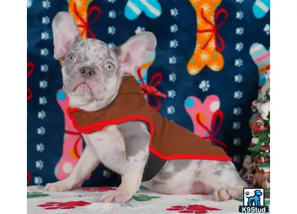 a small animal wearing a red shirt