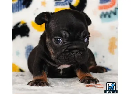 a small black french bulldog puppy