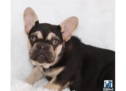 a french bulldog dog lying on a blanket