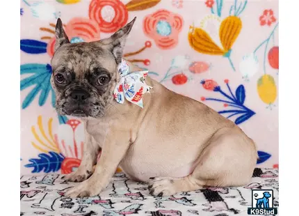 a french bulldog dog lying on a bed