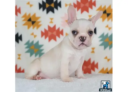 a small white french bulldog dog