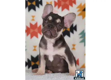 a french bulldog dog sitting on the ground