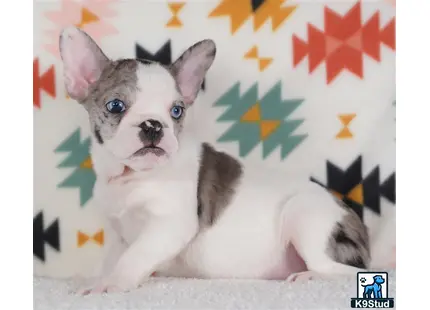 a small french bulldog dog sitting on the ground