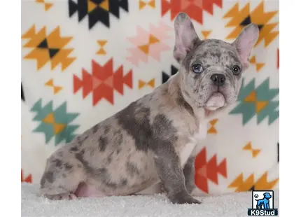 a small french bulldog dog sitting on the ground