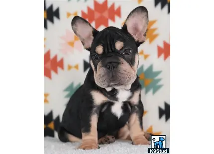 a french bulldog dog sitting on the ground