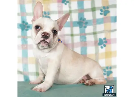 a french bulldog dog sitting on a bed