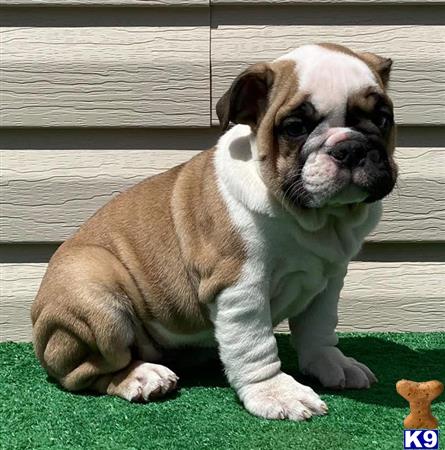 English Bulldog Puppy for Sale: Cindy 3 Years old