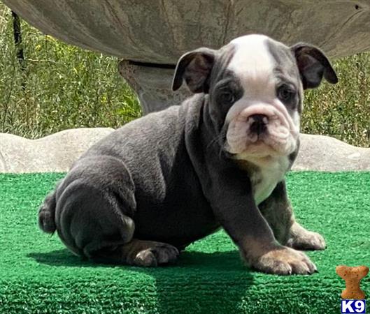 british bulldog teddy