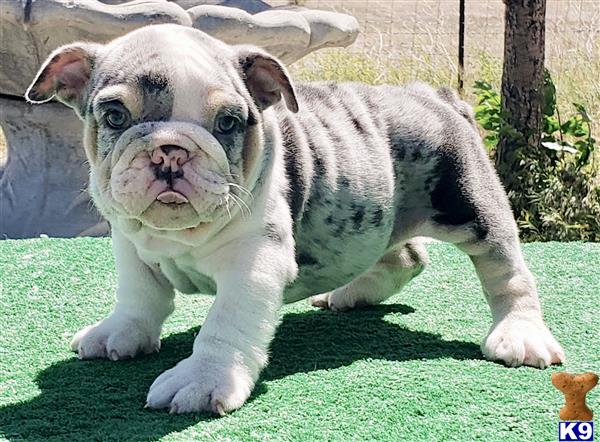 English Bulldog Puppy for Sale: Nikki 3 Years old