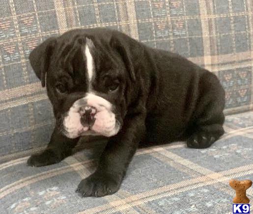 English Bulldog Puppy for Sale: Ollie 3 Years old