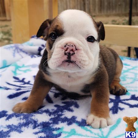 English Bulldog Puppy for Sale: Ivan 3 Years old