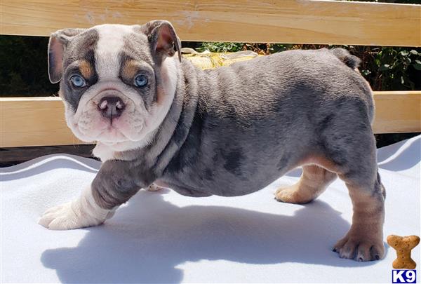 English Bulldog Puppy for Sale: Briget 3 Years old