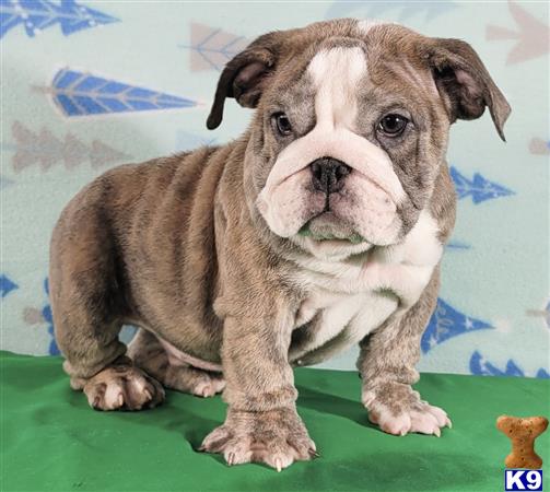 English Bulldog Puppy for Sale: Luke 2 Years old