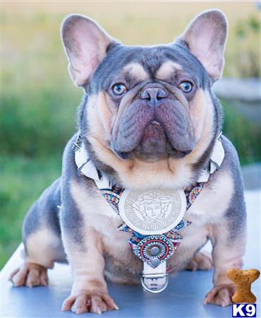 a english bulldog dog wearing a medal