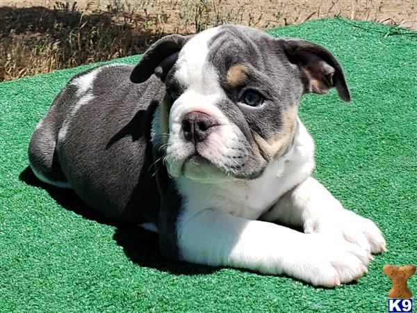 English Bulldog Puppy for Sale: Fergus 3 Years old