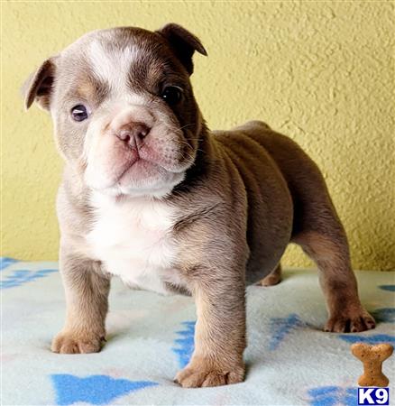 English Bulldog Puppy for Sale: Pita 11 Weeks old