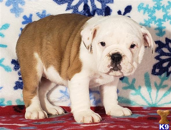 English Bulldog Puppy for Sale: Jane 7 Months old