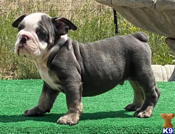 british bulldog teddy