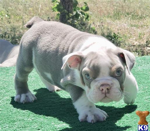 English Bulldog Puppy for Sale: Billy 3 Years old