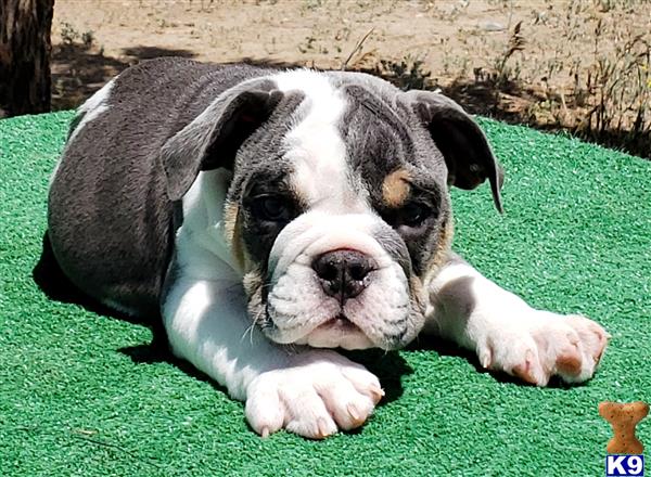 English Bulldog Puppy for Sale: Fergus 3 Years old