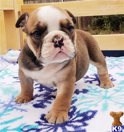 English Bulldog Puppy for Sale: Dimitri 3 Years old