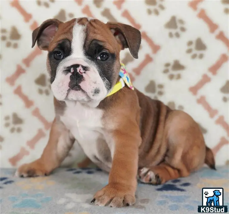 English Bulldog