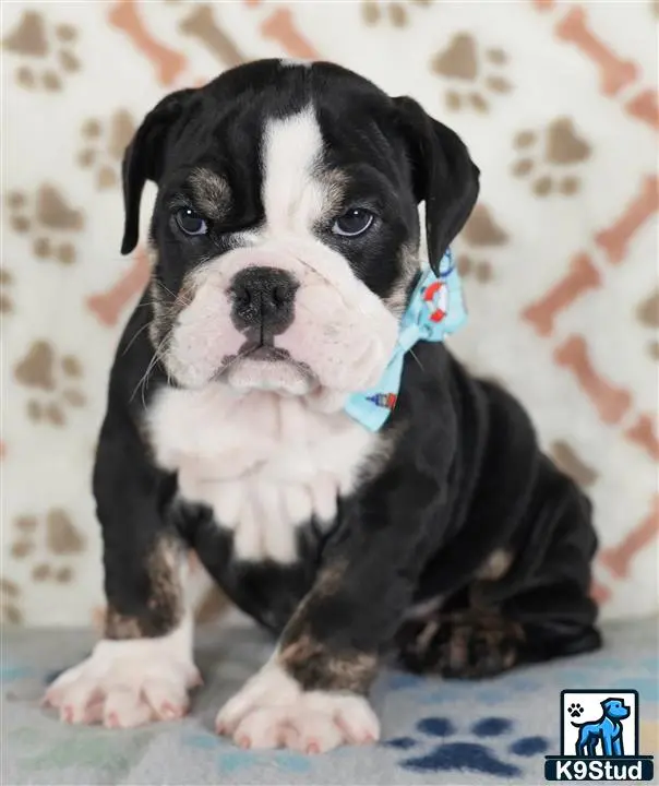 English Bulldog