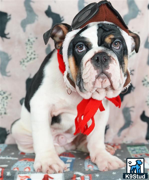 a english bulldog dog wearing a hat