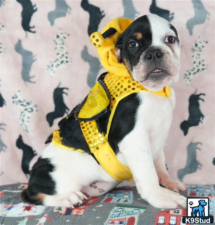 a english bulldog dog wearing a garment