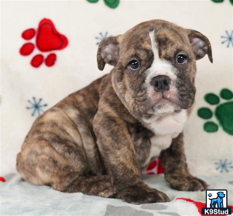 a english bulldog puppy sitting on a bed