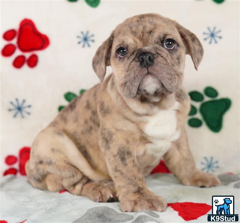 a english bulldog dog sitting on a bed