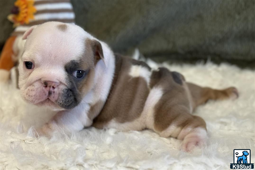 a english bulldog puppy lying on a blanket