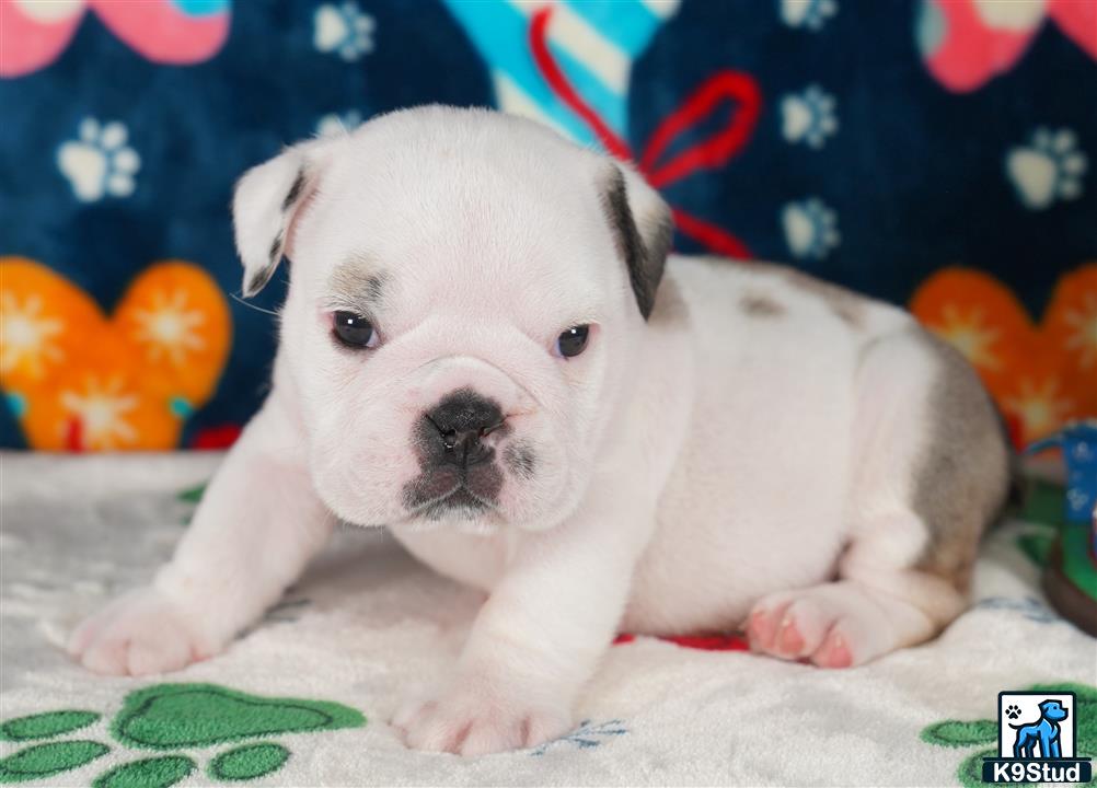 English Bulldog