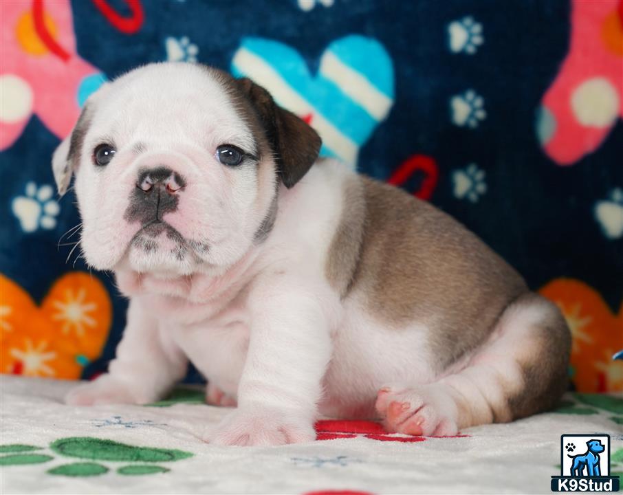 English Bulldog