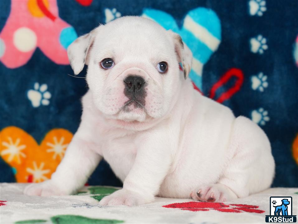 English Bulldog