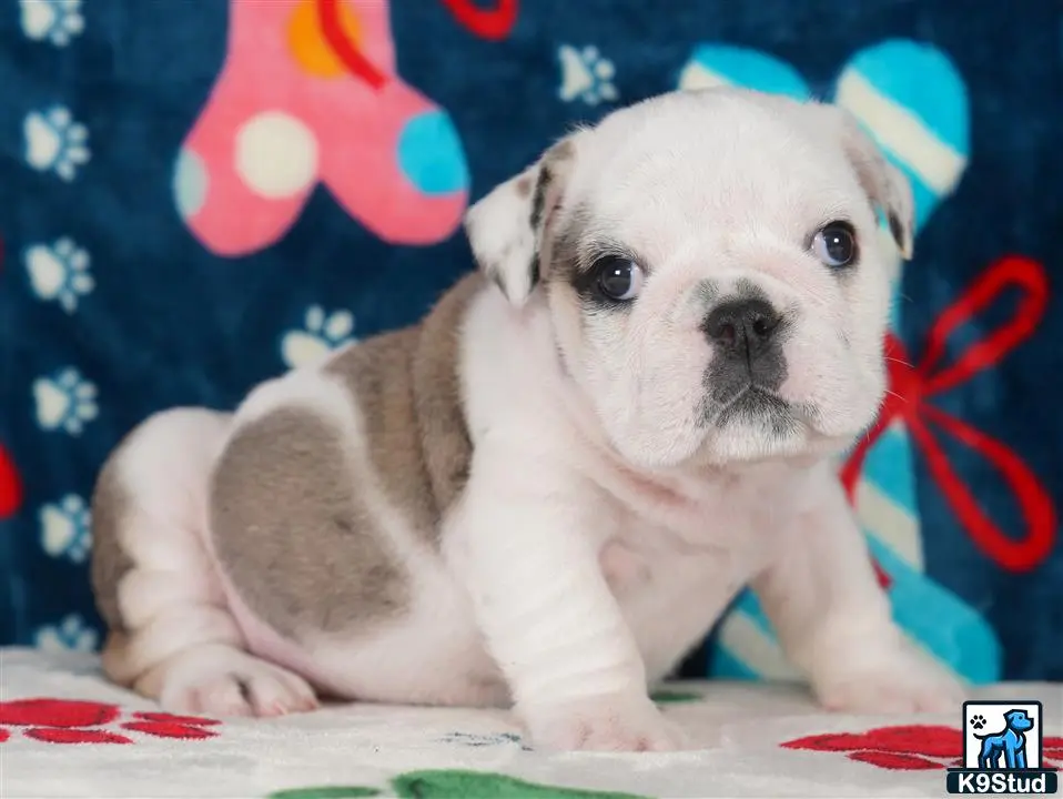 English Bulldog