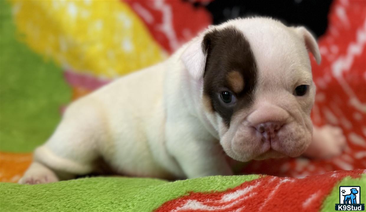 a small english bulldog puppy on a blanket