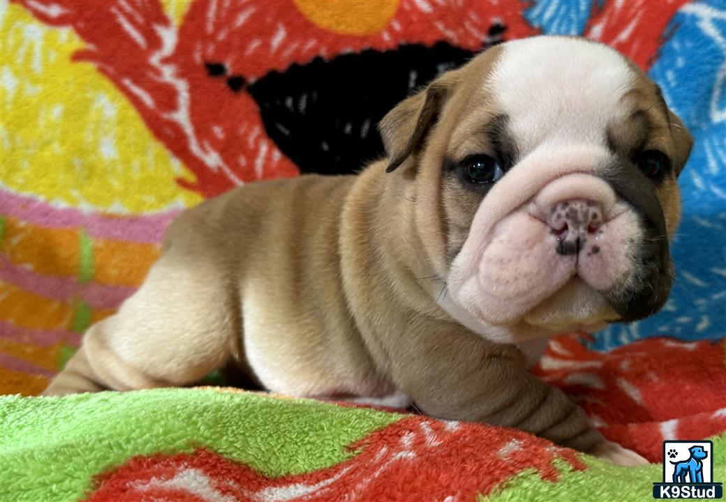 a english bulldog dog lying on a blanket