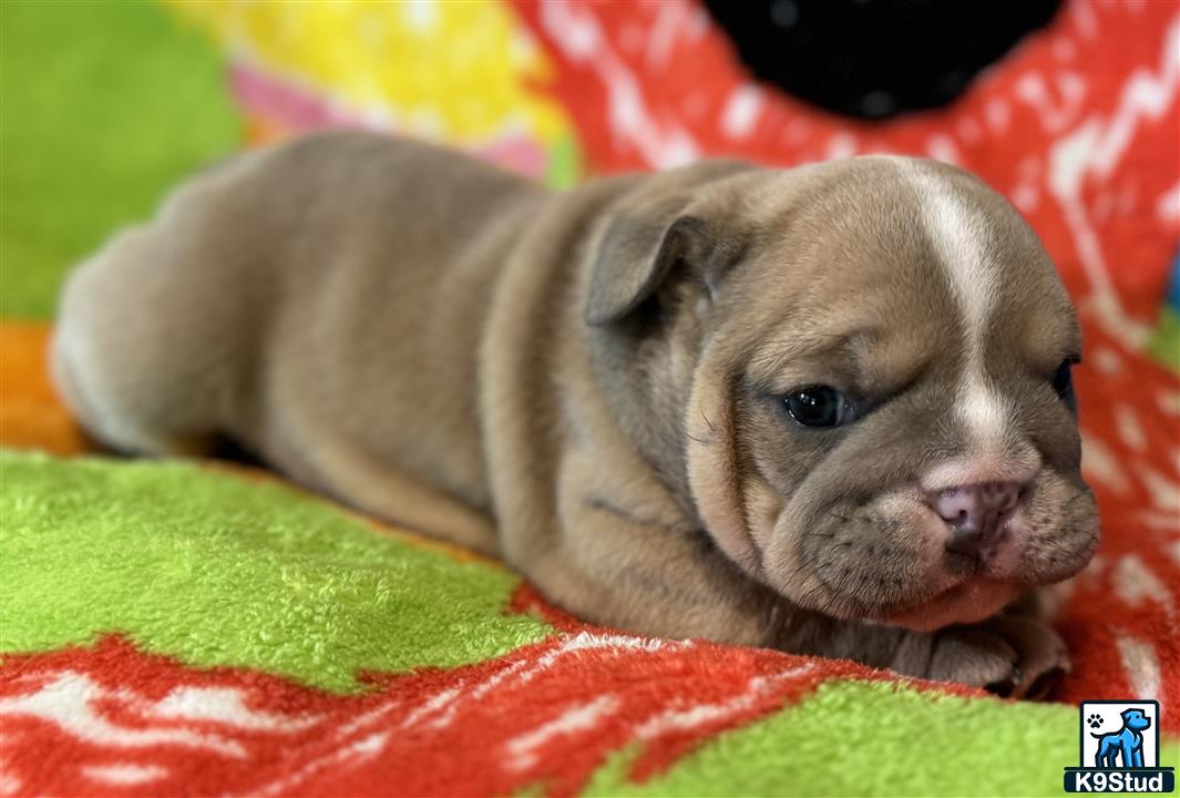 a english bulldog puppy lying on a blanket