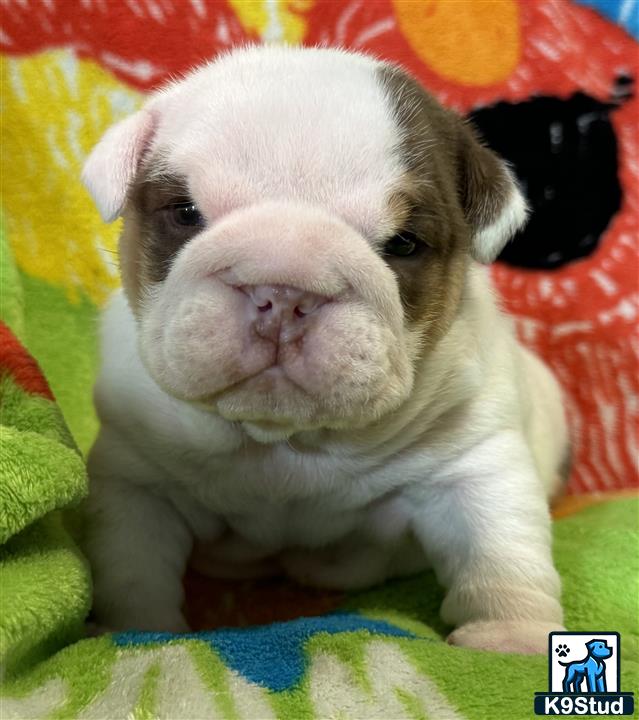 a white and black english bulldog puppy