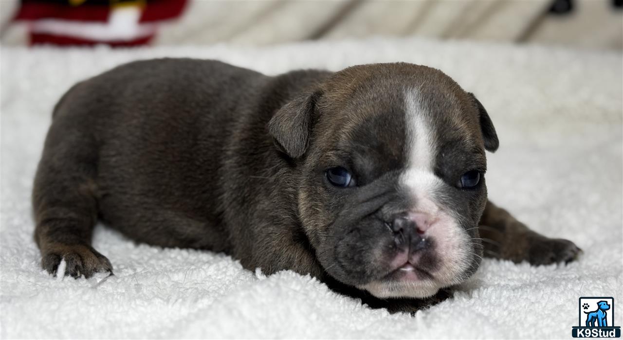 a english bulldog puppy lying on a white surface