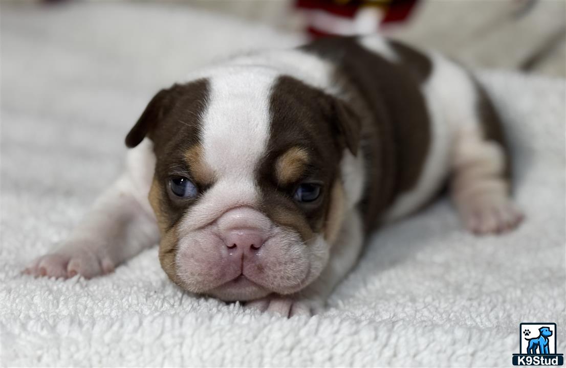 a english bulldog puppy lying on a white surface