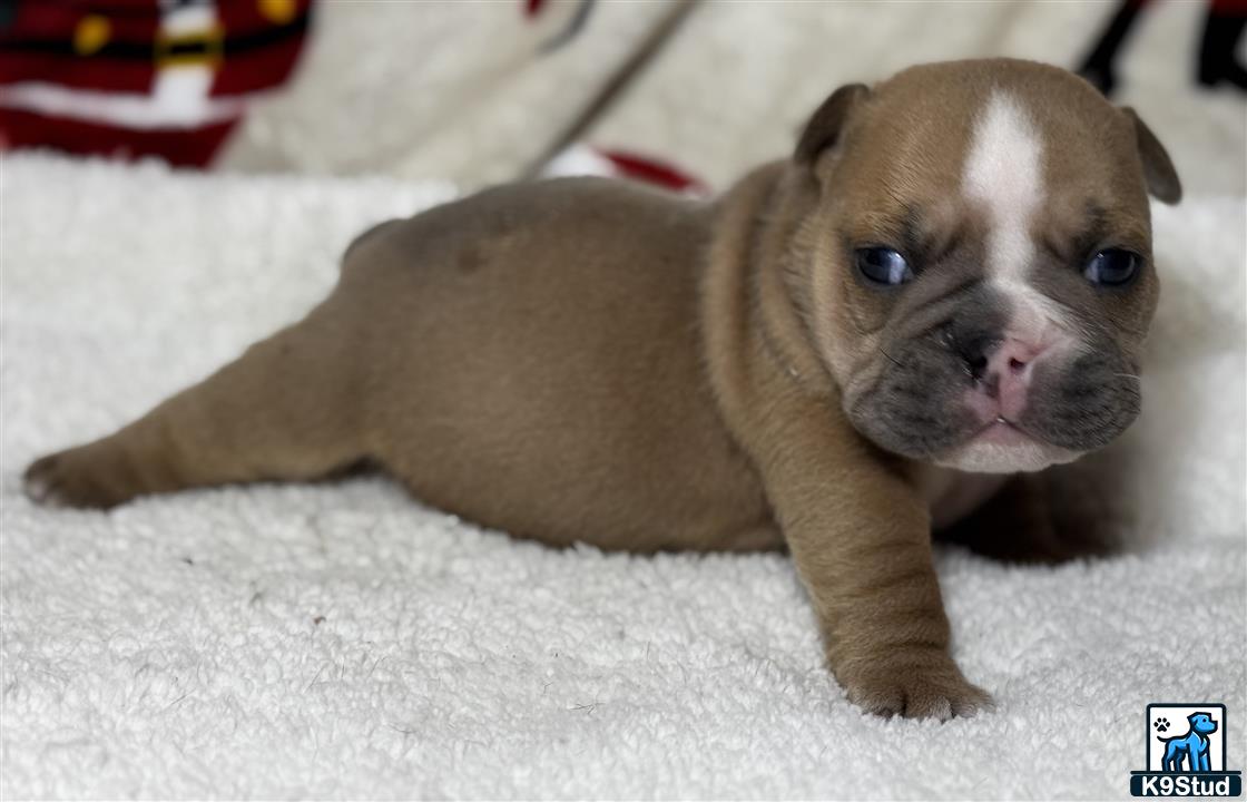 a english bulldog puppy lying on the floor