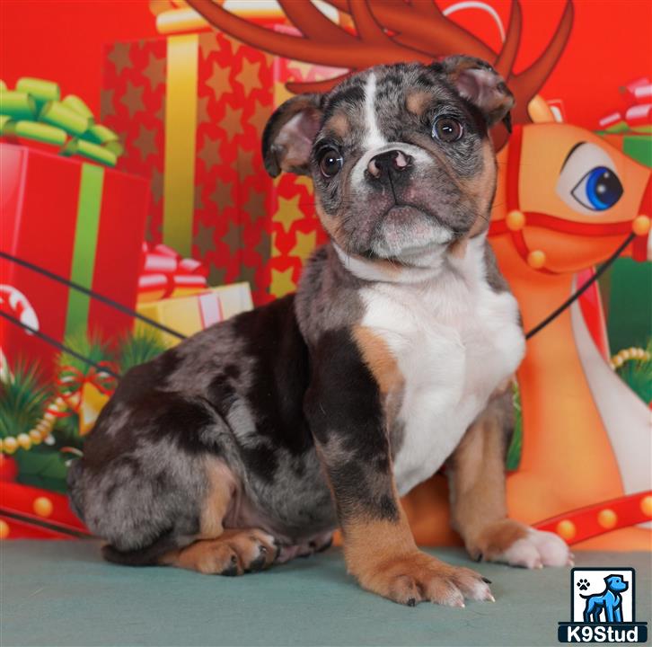 a english bulldog dog sitting on a chair