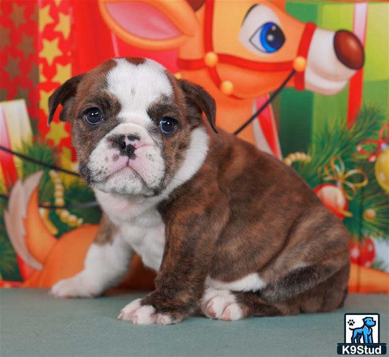 a english bulldog dog sitting on a table